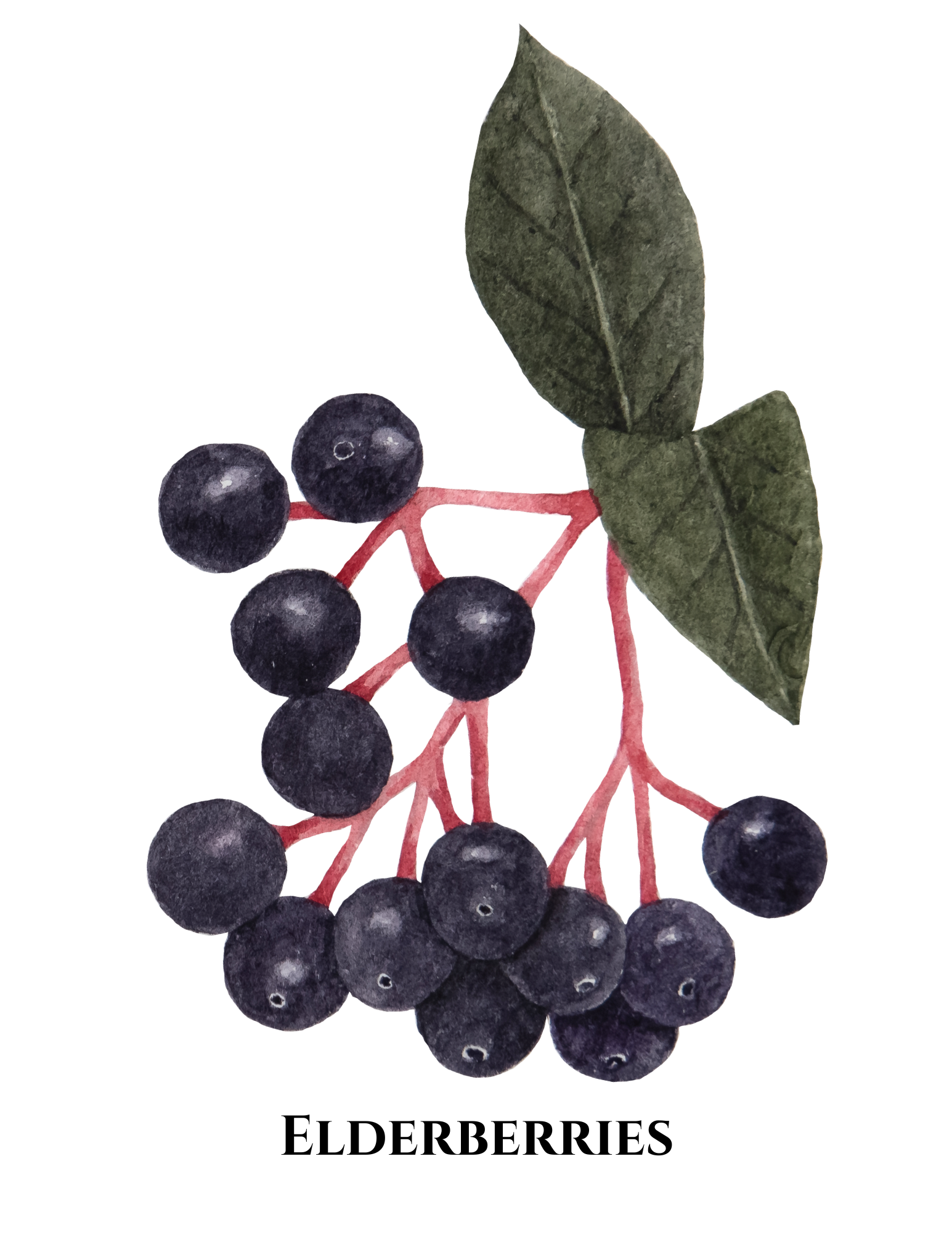 Elderberry Serum Cream | Frequency-Infused