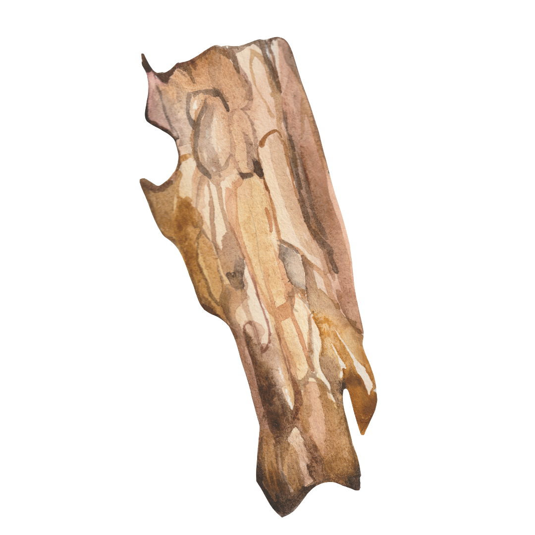 wood bark